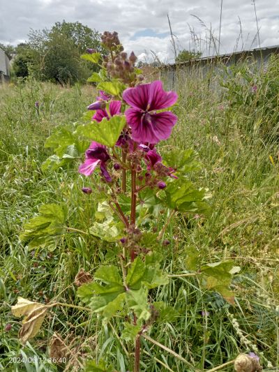 Floraison tonte raisonnée 2024
